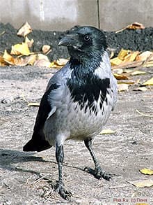 серая ворона, ворона серая (Corvus cornix), фото, фотография