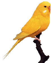 окрас темноглазый желтый, волнистый попугайчик, фото, фотография