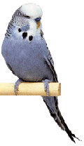 серый волнистый попугайчик, фото, фотография