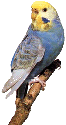 фиолетовый рецессивный пегий волнистый попугайчик, фото, фотография
