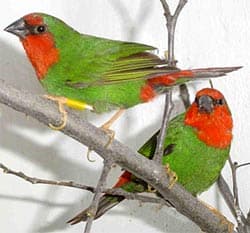 красноголовая попугайная амадина, амадина попугайная (Erythrura psittacea), фото, фотография