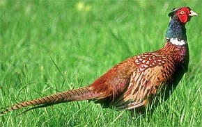фазан обыкновенный, обыкновенный фазан (Phasianus colchicus), фото, фотография
