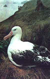  ,   (Diomedea albatrus), ,   http://nature.ok.ru