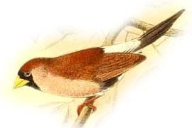  ,   (Poephila personata), ,   http://oiseaux.net