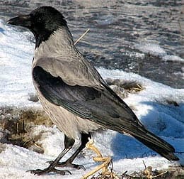 серая ворона, ворона серая (Corvus cornix), фото, фотография с http://birds.kz