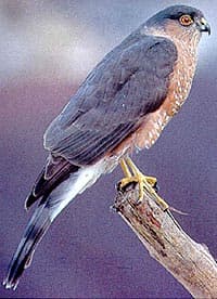 полосатый ястреб, ястреб полосатый (Accipiter striatus), фото, фотография с http://coffeecreekwc.org