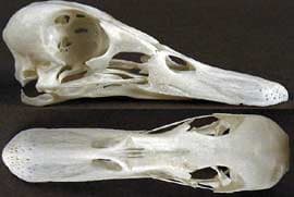 череп чирка синекрылого, чирка голубокрылого (Anas discors), фото, фотография с 