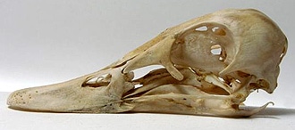 череп свиязи (Anas penelope), фото, фотография с http://biopix.dk/