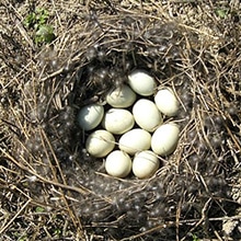 гнездо утки-кряквы (Anas platyrhynchos), фото, фотография с http://upload.wikimedia.org/