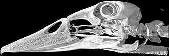 череп кряквы (Anas platyrhynchos), фото, фотография
