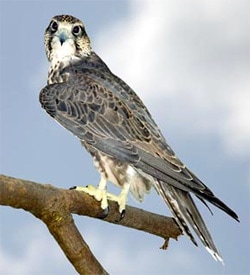  (Falco cherrug), , ,  http://www.mtnviewconservation.org/storage/images/content/animals/birds/saker_falcon.jpg