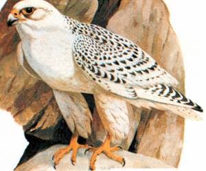  (Falco gyrfalco)   , , ,  