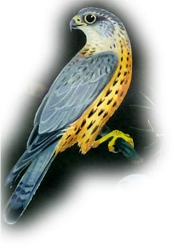   (Falco columbarius),  