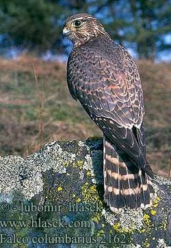  (Falco columbarius),   http://www.hlasek.com/foto/falco_columbarius_2162.jpg