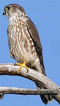   (Falco columbarius),   http://www.bentler.us/eastern-washington/animals/birds/merlin.jpg