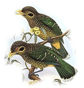  (Ailuroedus melanotis), ,   http://oiseaux.net/