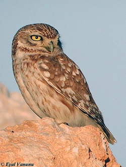   (Athene noctua),    http://www.israbirding.com/articles/prey_composition_owls_yosef/little_owl_eyal.jpg