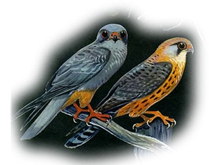  ,   (Falco vespertinus) ,  