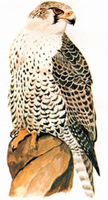  (Falco gyrfalco)   ,  