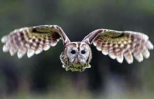  ,   (Strix aluco),   http://www.we-love-crete.com/images/tawny-owl.jpg