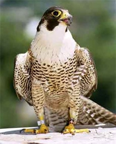  ,  (Falco peregrinus),   http://www.mlahanas.de/Cyprus/Fauna/image/FalcoPeregrinus.jpg