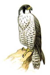  ,  (Falco peregrinus),   http://www.nature.ok.ru/picture/birds/2-52.jpg