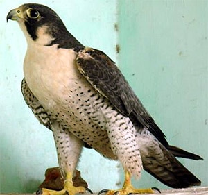  ,  (Falco peregrinus),    http://www.falconeria.org/rapaci/falco_pellegrino/Falco-peregrinus-calidus1.jpg