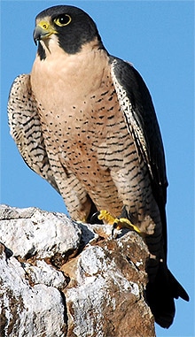 ,  (Falco peregrinus),   http://www.hawkquest.org/mews/PeregrineFalconAnatum.jpg