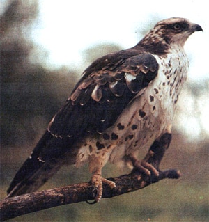 Скопа (Pandion haliaetus), фото фотография хищные птицы