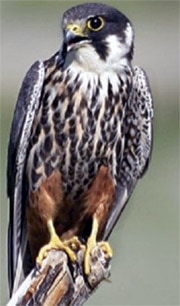 (Falco subbuteo),   http://birds-altay.ru/wp-content/uploads/2009/10/09-350x378.jpg