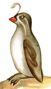  (Aethia pygmaea), , 