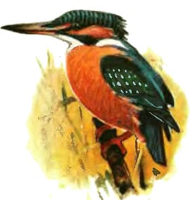 Обыкновенный зимородок (Alcedo atthis), рисунок картинка