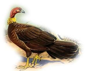 Кустарная индейка, или австралийская большеногая курица (Alectura lathami), рисунок картинка