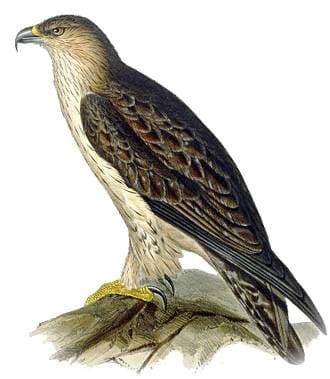  ,   (Aquila fasciata),  ,  