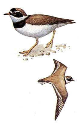 Галстучник, или зуек-галстучник (Charadrius hiaticula), рисунок картинка, ржанки птицы