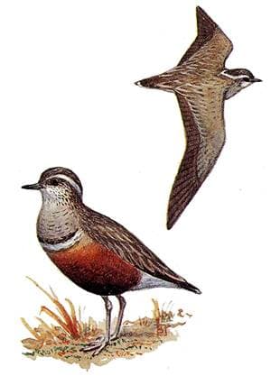 Хрустан (Charadrius morinellus), рисунок картинка, ржанки птицы