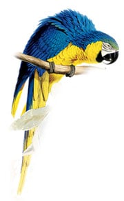 сине желтый ара (Ara ararauna)