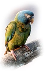 горный ара, ара горный, синеголовый ара (Ara couloni, Propyrrhura couloni)