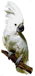 белый какаду, какаду белый, белый какаду Альба (Cacatua alba)