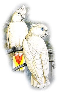 соломонский какаду, какаду соломонский (Cacatua ducorpsii)