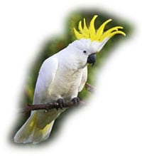 Какаду большой желтохохлый, большой желтохохлый какаду (Cacatua galerita)