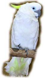 новогвинейский большой желтохохлый какаду (Cacatua galerita triton)