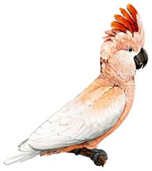 молуккский какаду, краснохохлый какаду, розовохохлый какаду (Cacatua moluccensis)