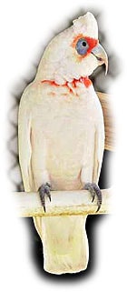 носатый какаду, какаду носатый, длинноклювый какаду (Cacatua tenuirostris)