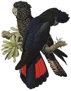 черный краснохвостый какаду, юго-восточный краснохвостый какаду, черный рыжехвостый какаду, траурный какаду Бэнкса (Calyptorhynchus banksii, Calyptorhynchus magnificus)