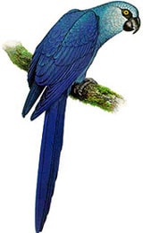 ара Спикса, голубой ара (Cyanopsitta spixii), картинка птицы попугаи изображение