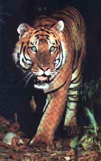 Ттуранский тигр, тигр туранский (Panthera tigris virgata), фото фотография, дикие кошки хищники