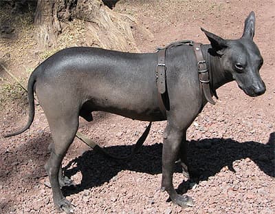 Мексиканская голая собака, или ксолоитцкуинтли, фото фотография, породы собак