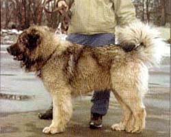 Кавказская овчарка, фотография, фото, породы собак