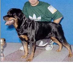 Ротвейлер, фото фотография, породы собак